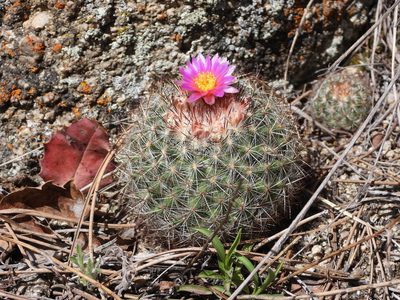 Pediocactus simpsonii, photographed by Jared Shorma