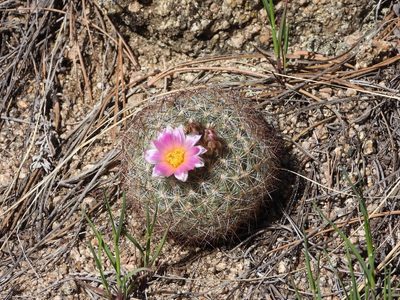 Pediocactus simpsonii, photographed by Jared Shorma