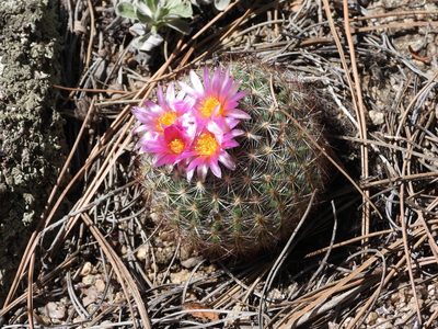 Pediocactus simpsonii, photographed by Jared Shorma