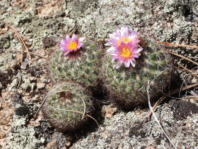 Pediocactus simpsonii, photographed by Jared Shorma