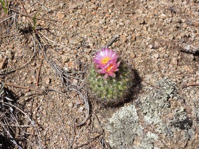 Pediocactus simpsonii, photographed by Jared Shorma