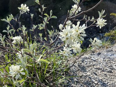 Amelanchier ovalis, photographed by Jonathan