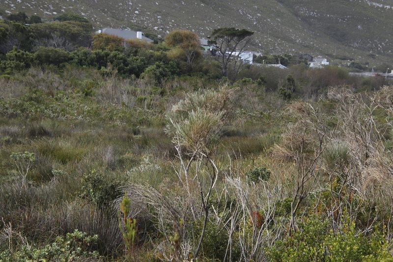 Psoralea congesta, photographed by Tony Rebelo