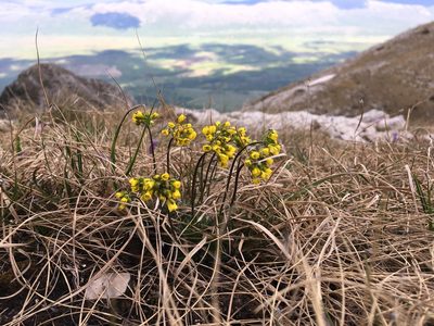 Draba lasiocarpa, photographed by Mirko Ubović