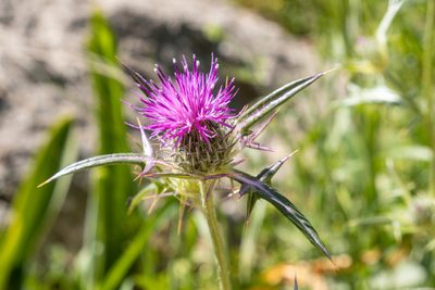 Notobasis syriaca, photographed by Bob Walker