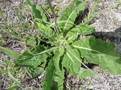 Verbascum lychnitis, photographed by Силаева Татьяна Борисовна