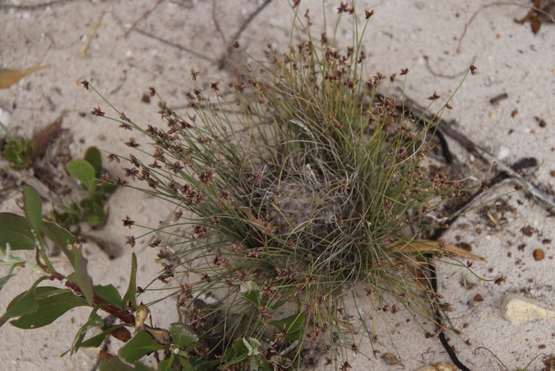 Ficinia lateralis, photographed by Tony Rebelo