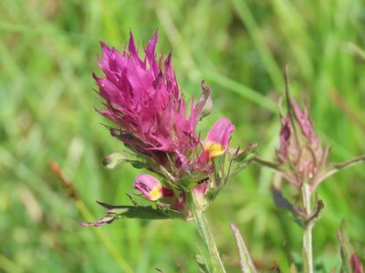 Melampyrum arvense, photographed by carabus123