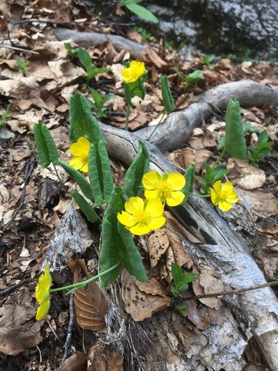 Ranunculus thora, photographed by Mirko Ubović