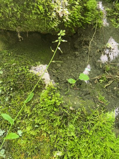 Borodinia dentata, photographed by samk