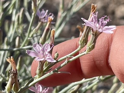 Stephanomeria pauciflora, photographed by Bobby McCabe