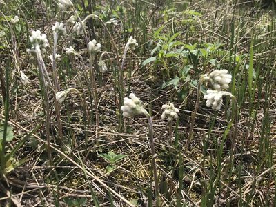 Antennaria neglecta, photographed by SCNeill
