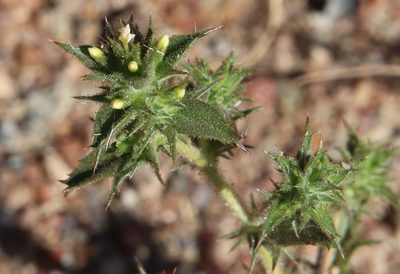 Navarretia atractyloides