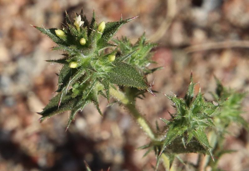 Navarretia atractyloides, photographed by Millie Basden