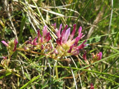 Astragalus monspessulanus, photographed by Yves Bas