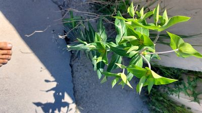 Euphorbia lathyris, photographed by Tristan Haab