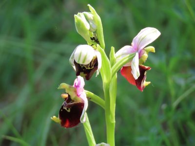 Ophrys holosericea, photographed by carabus123