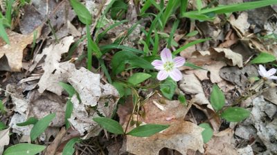 Claytonia caroliniana, photographed by Loopy30