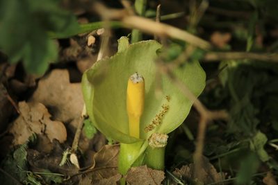Arum italicum, photographed by Serena De Santis