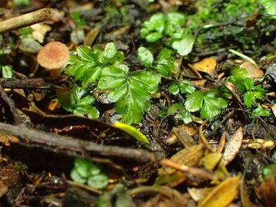 Hymenophyllum minimum, photographed by Penelope Noel Gillette