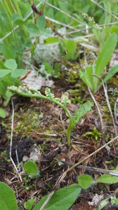 Botrychium pallidum, photographed by Norma Malinowski