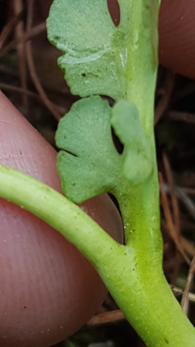 Botrychium pallidum, photographed by Norma Malinowski