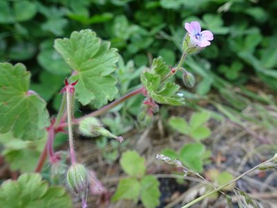 Geranium rotundifolium, photographed by Thomas Koffel