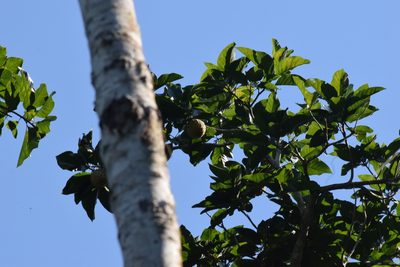 Magnolia ovata, photographed by Cajá-manga