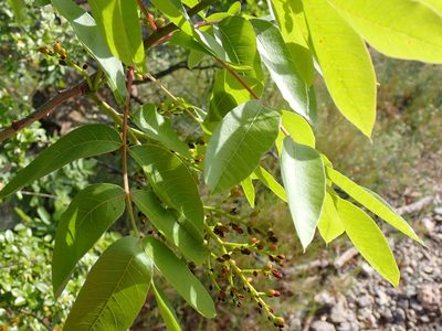 Pistacia terebinthus, photographed by David Delon