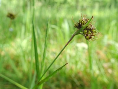 Luzula campestris, photographed by Thomas Koffel