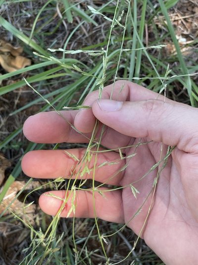 Eragrostis sessilispica, photographed by Chet Burrier