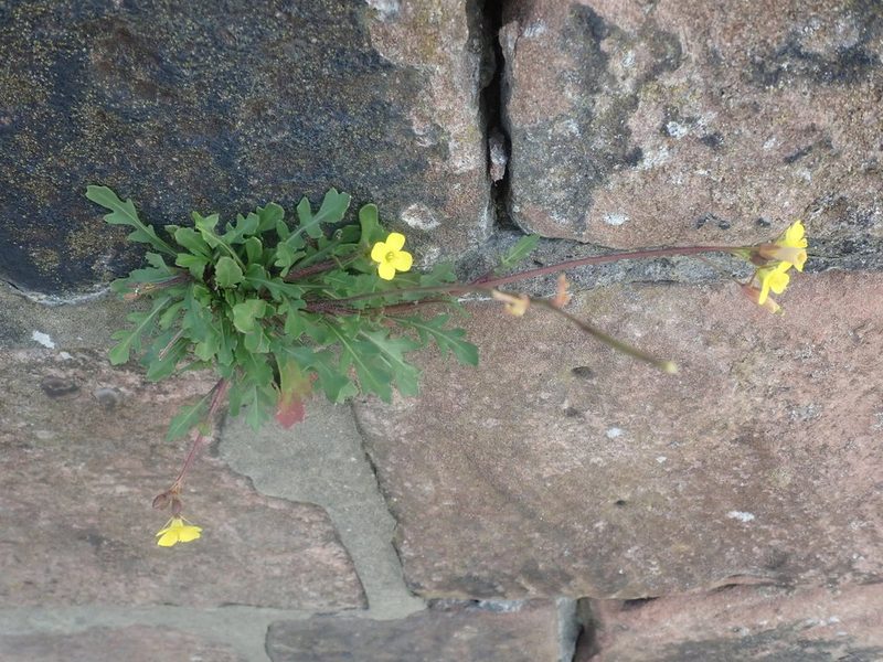 Diplotaxis muralis, photographed by agujaceratops