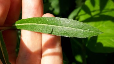 Salix purpurea, photographed by Alessia Guggisberg