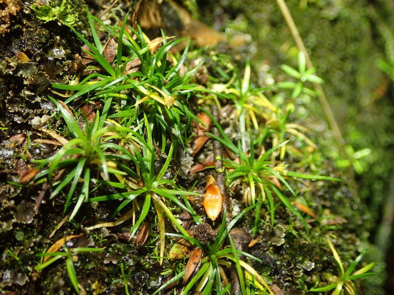 Colobanthus muelleri, photographed by Penelope Noel Gillette