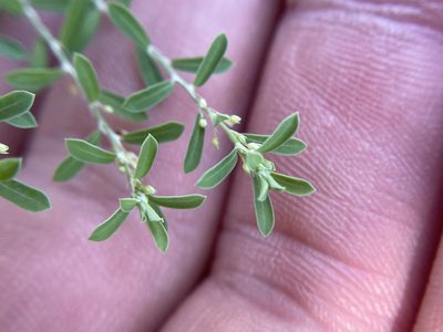 Phyllanthus polygonoides, photographed by Chet Burrier
