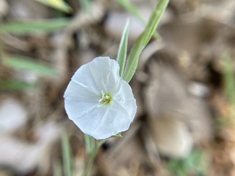 Evolvulus sericeus, photographed by Chet Burrier