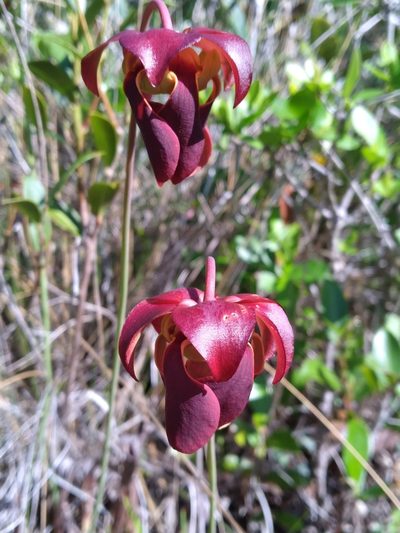 Sarracenia rubra, photographed by Scott Ward