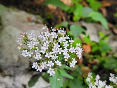 Valeriana tripteris, photographed by Elias