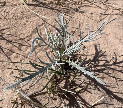 Cirsium pitcheri, photographed by Paula Dreeszen