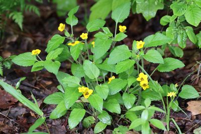 Chrysogonum virginianum, photographed by Kathy Richardson