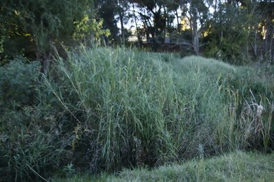 Echinochloa pyramidalis, photographed by Tony Rebelo