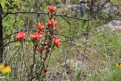 Castilleja indivisa, photographed by Mark G