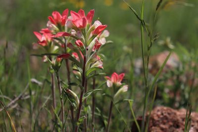 Castilleja indivisa, photographed by Mark G