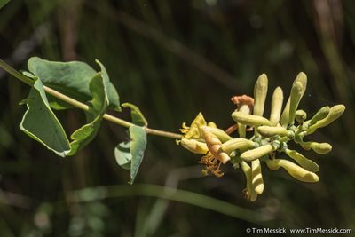 Lonicera interrupta, photographed by Tim Messick