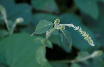 Achyranthes aspera, photographed by Tony Rebelo