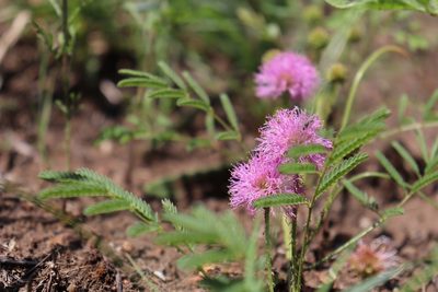 Mimosa nuttallii, photographed by Mark G