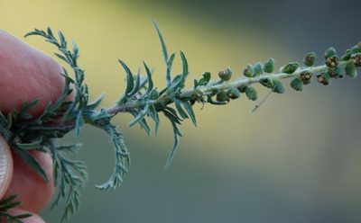Ambrosia tenuifolia, photographed by Tony Rebelo