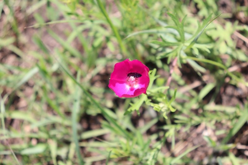 Callirhoe involucrata, photographed by Mark G