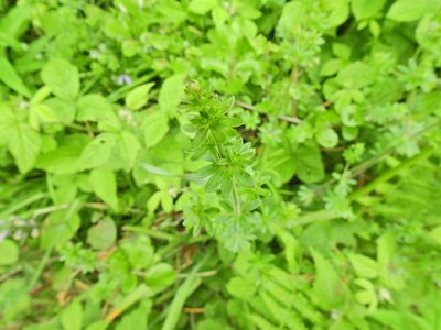 Galium album, photographed by Susan Marley