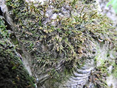 Cryphaea heteromalla, photographed by Susan Marley